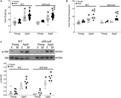 Age and Sex Differences in Hearts of Soluble Epoxide Hydrolase Null Mice